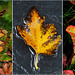 Automne