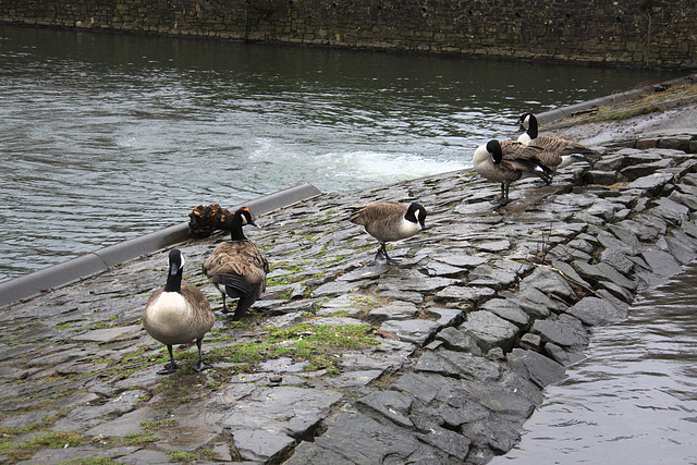 Canada Geese