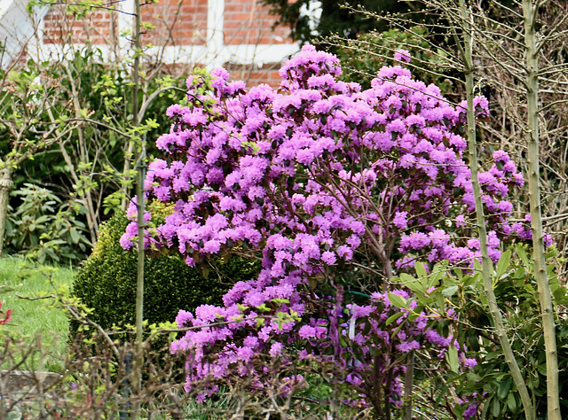 Rhododendron