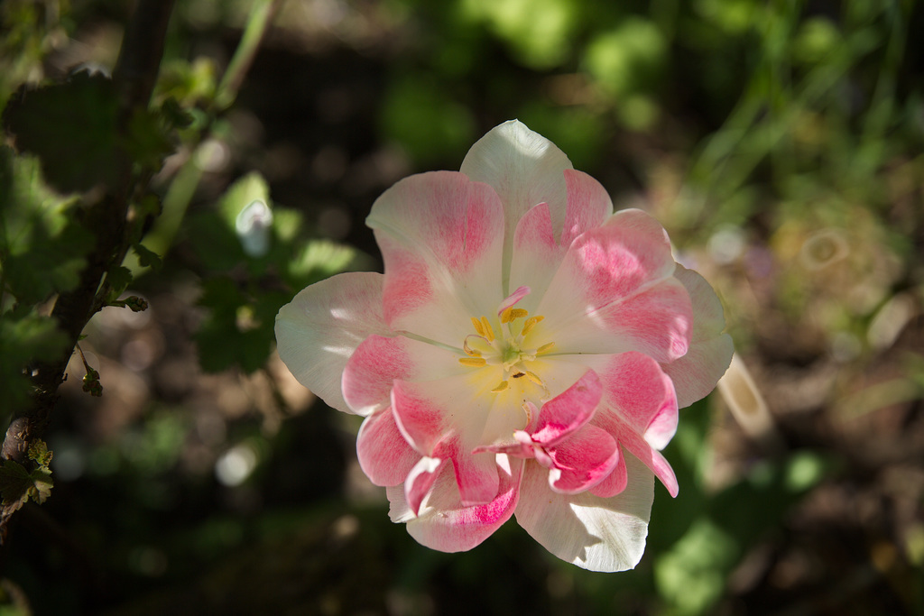 Rosa-weiß-Tulpe