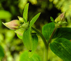 20240408 0027CPw [D~LIP] Akelei (Aquilegia vulgaris agg), BS