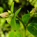 20240408 0027CPw [D~LIP] Akelei (Aquilegia vulgaris agg), BS