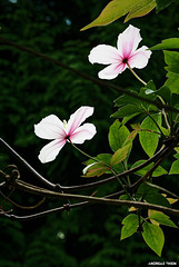 Clematisblüten