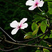 Clematisblüten