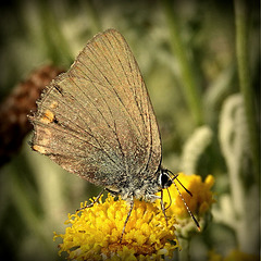 Thècle de l'Acacia (Satyrium acaciae)