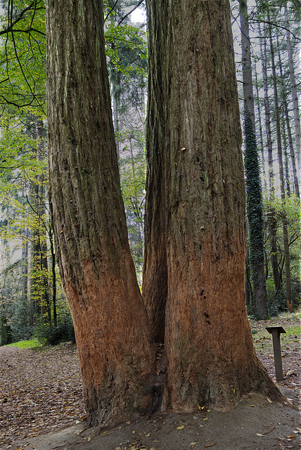 Séquoia divisé en trois.