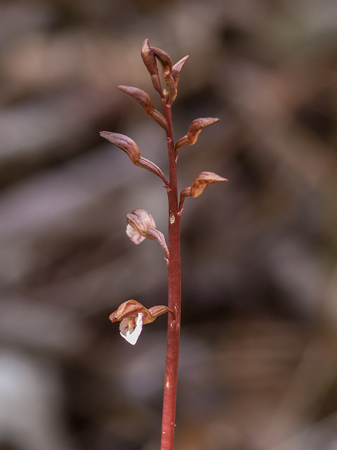 Corallorhiza wisteriana (Spring Coralroot orchid)