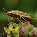 Aelia acuminata (Bishops Mitre Shieldbug)