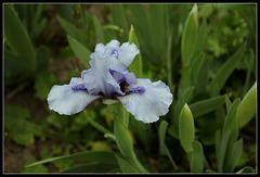 Sapphire Jewels