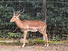 20170928 3078CPw [D~OS] Impala, Zoo Osnabrück