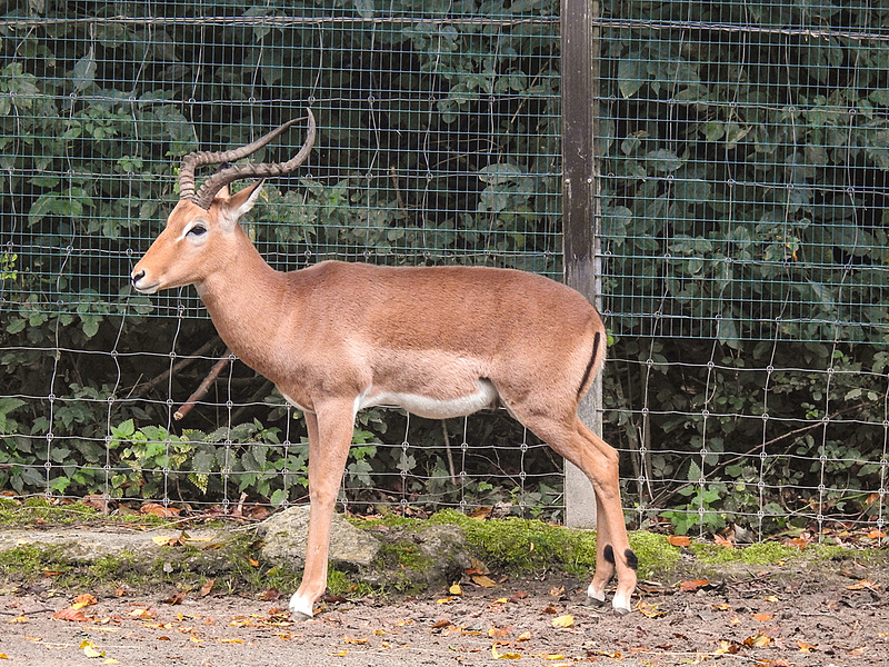 20170928 3078CPw [D~OS] Impala-Antilope (Aepyceros melampus), Zoo Osnabrück