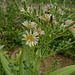 DSC01101 - Almeirão-roxo Lactuca canadensis, Asteraceae