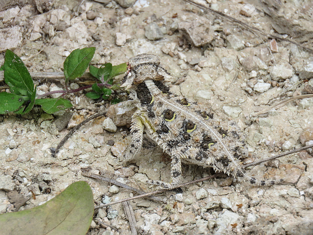 Day 5, Texas Horned Lizard, King Ranch, Norias Division