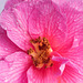 Stack of five images of this camelia
