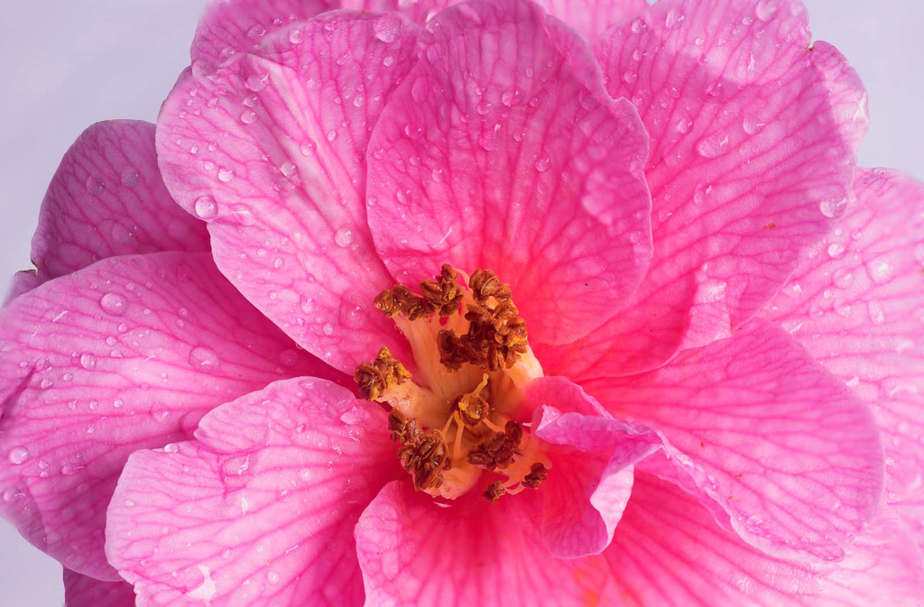 Stack of five images of this camelia