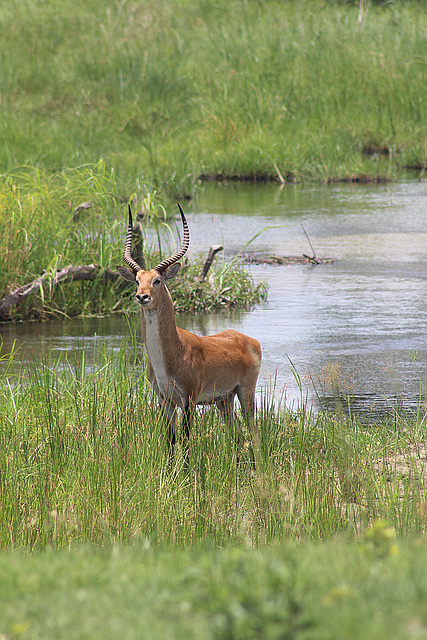 Red Lechwe in Bwabwata Naional Park, Namibia