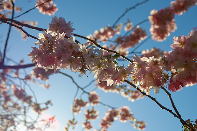 Cherry Blossom