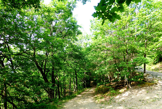 Auf dem Wanderweg Nr. 1