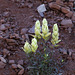 Northern Yellow Paintbrush