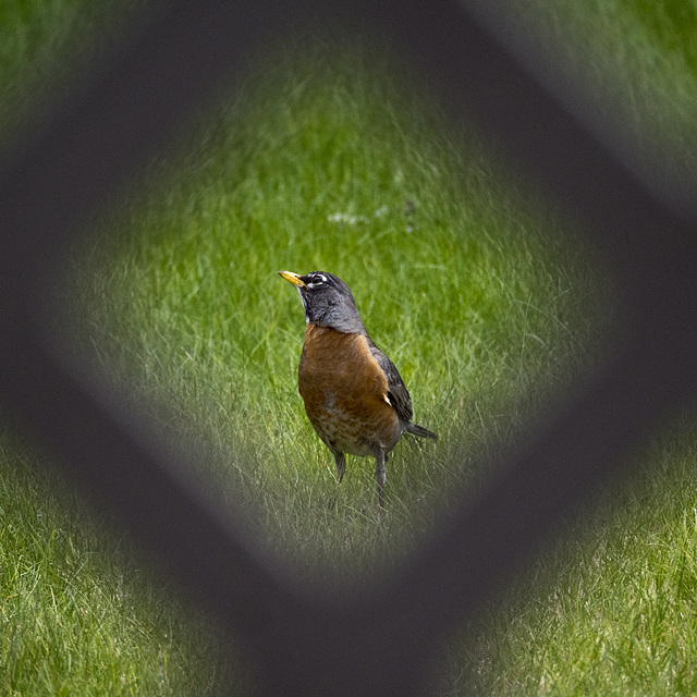 American Robin