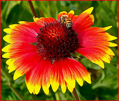 un'ape succhia questo fiore succulento