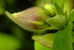 20240408 0028CPw [D~LIP] Akelei (Aquilegia vulgaris agg), BS