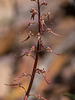 Neottia bifolia (formerly Listera australis ) (Southern Twayblade orchid)