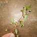 DSCN7096 - Sauvagesia erecta, Ochnaceae
