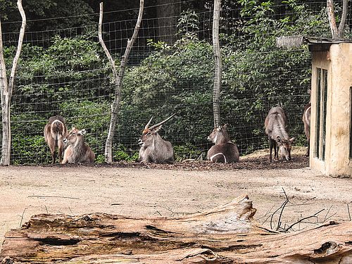 20170928 3084CPw [D~OS] Ellipsenwasserbock, Zoo Osnabrück