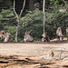 20170928 3084CPw [D~OS] Ellipsenwasserbock, Zoo Osnabrück