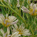 DSC01101a - Almeirão-roxo Lactuca canadensis, Asteraceae