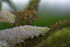 17.07.30 Taubenschwänzchen 4704