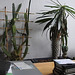 20180415 3942CP~V [LIP] Kaktus, Madagaskarpalme (Pachypodium lamerei), Bad Salzuflen
