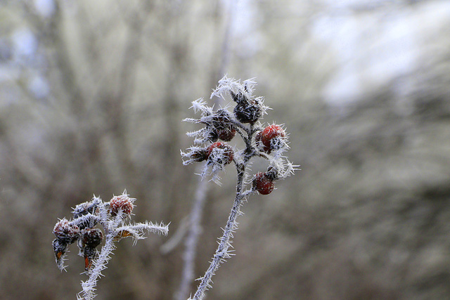 Rose Hips and Hoarfrost