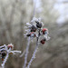 Rose Hips and Hoarfrost