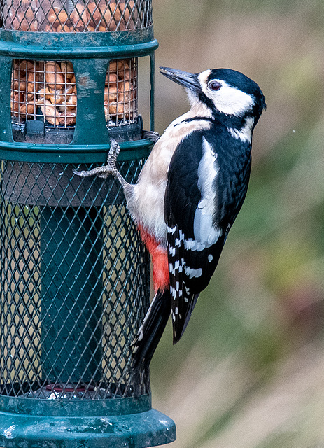 Great spotted woodpecker