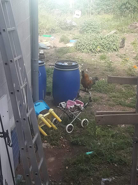 Une âme de papa ce coq )))