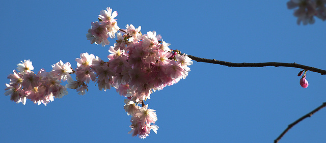Cherry Blossom