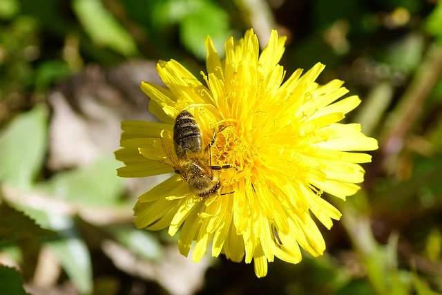 Honigbiene auf Löwenzahn