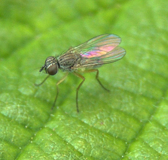 Fly