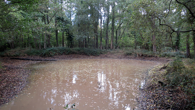 Woodland pond