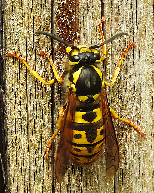 20240428 0030CPw [D~LIP] Deutsche Wespe (Vespula germanica), BS