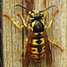 20240428 0030CPw [D~LIP] Deutsche Wespe (Vespula germanica), BS