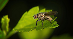 Eine kleine Fliegenparade zieht durch :)) A small parade of flies passes through :)) Un petit défilé de mouches passe par ici :))