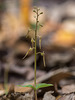 Neottia bifolia (formerly Listera australis ) (Southern Twayblade orchid)