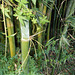 DSCN7097 - Bambusia tuldoides, Poaceae
