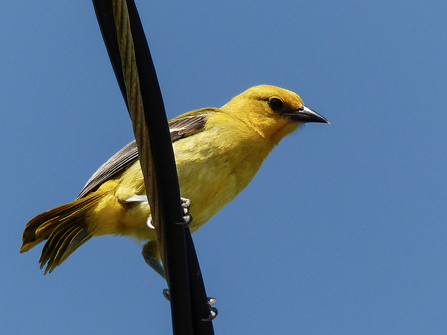 Yellow Oriole / Icterus nigrogularis, Nariva Swamp afternoon, Trinidad