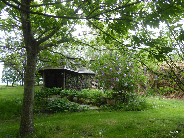 Lilac in bloom