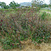 DSC01102 - hibisco ou kenaf Hibiscus cannabinus, Malvaceae