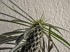 20180415 3943CPw [D~LIP] Madagaskarpalme (Pachypodium lamerei), Bad Salzuflen